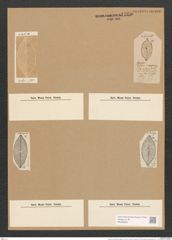 Stauroneis scandinavica Lagerst. (de-Toni-Nr.: Genus 6, Species 901) Zeichnungen Sammlung Grunow Nr. 1760 (NHMW-BOT-W0368650)